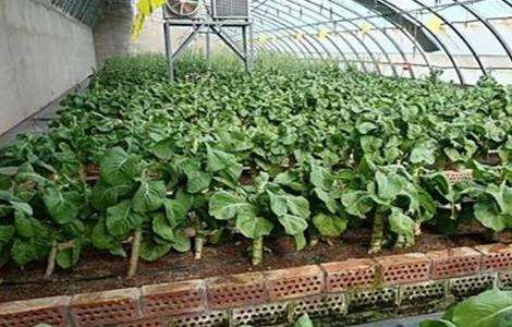 莴笋定植后 怎么管理