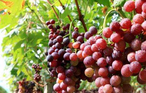 葡萄的种植前景