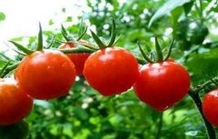 番茄种植管理步骤