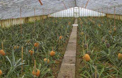 菠萝种植管理技术
