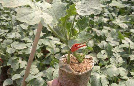 冬季西瓜种植育苗技术