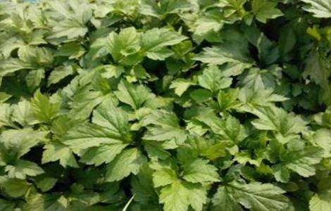 珍珠菜 种植方法