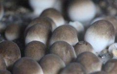 草菇的栽培管理技术