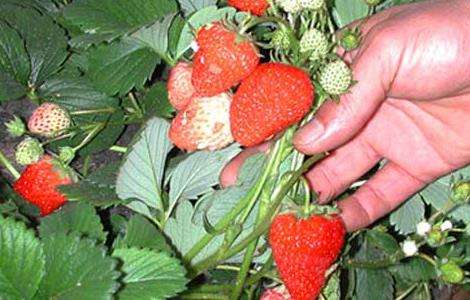 草莓花果期的管理