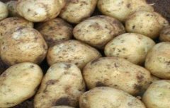 马铃薯品种退化的预防措施