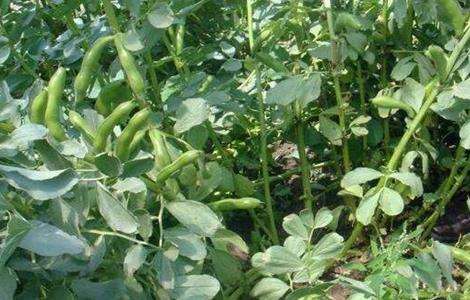 蚕豆种植 如何增产