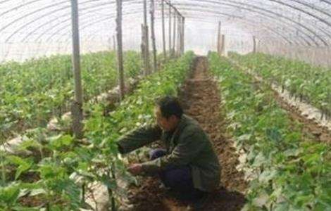 大棚蔬菜死苗解决方法