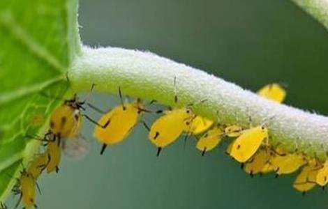 蔬菜蚜虫无公害防治技术