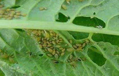 蔬菜蚜虫无公害防治技术