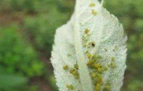 蔬菜蚜虫无公害防治技术