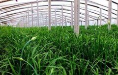韭菜施肥时间和方法