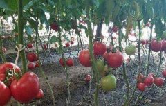 番茄摘叶的误区