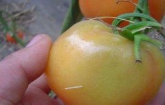 西红柿酱油果原因及预防措施