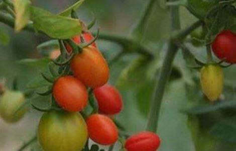 西红柿酱油果原因及预防措施