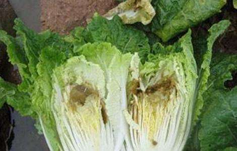 蔬菜缺钙 怎么办