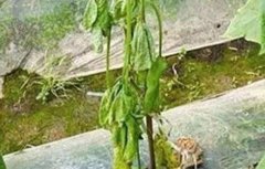 黄瓜出现高脚苗原因及防治方法