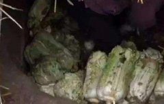 大白菜储存注意事项