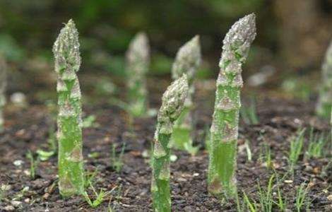 芦笋高产施肥技术 芦笋施肥
