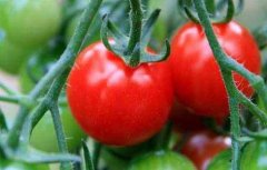 西红柿丰产栽培技术