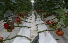 番茄无土栽培技术要点