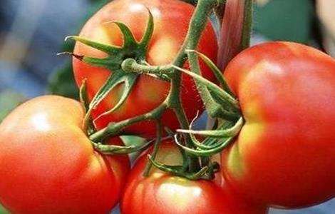 番茄无土栽培 番茄 无土栽培