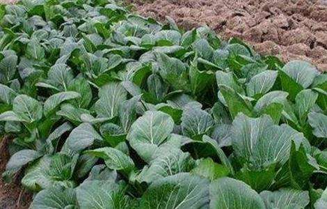 蔬菜根系养护 冬季蔬菜养护