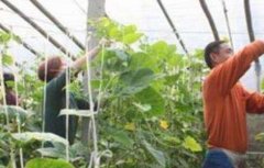 大棚蔬菜蘸花技巧和注意事项