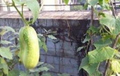 秋黄瓜产量低原因及防治方法