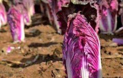 紫白菜种植时间和方法