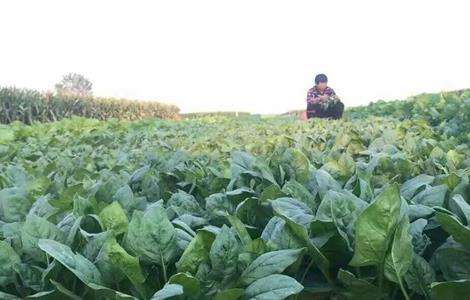 秋菠菜种植时间 菠菜种植方法
