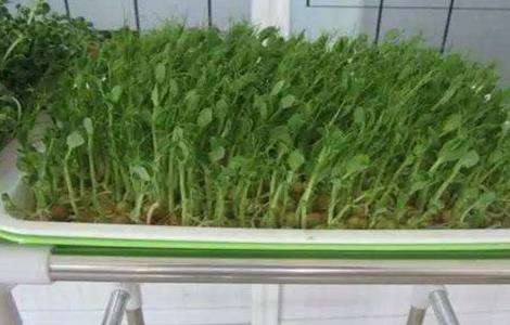 豌豆芽种植方法 豌豆芽种植