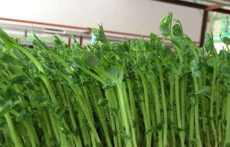 豌豆芽种植方法 豌豆芽种植