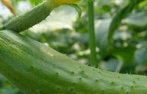 黄瓜种植 温度 如何管理