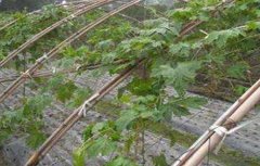 苦瓜施肥过多会怎样