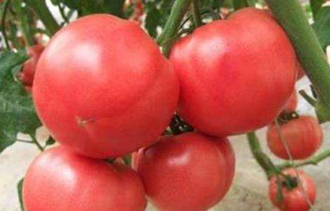 西红柿栽培技术 西红柿栽培