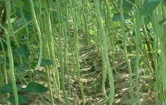 豇豆的高产施肥方法