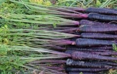 紫胡萝卜的种植技术