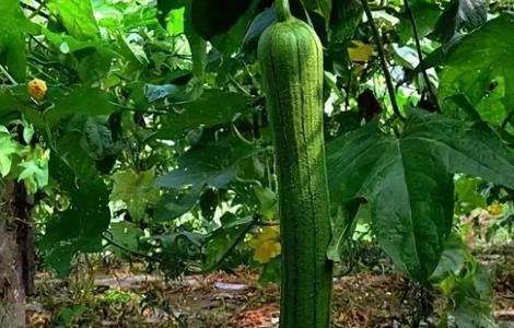 丝瓜种子 种子催芽 丝瓜催芽