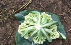 花椰菜高产栽培管理技术