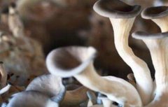 平菇畸形菇的原因及防治方法