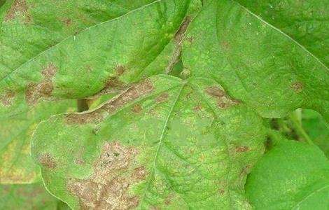 芸豆的病虫害防治方法