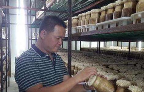 金针菇的栽培注意事项