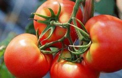 西红柿高产施肥方法