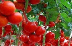大棚西红柿冬季管理办法