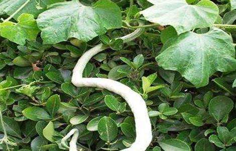 蛇瓜播种育苗技术
