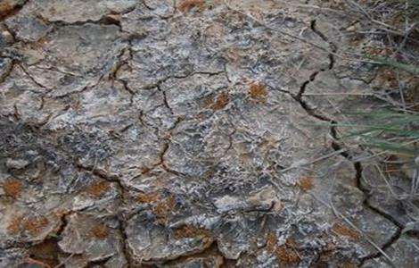 大棚土壤盐碱化原因及防治措施