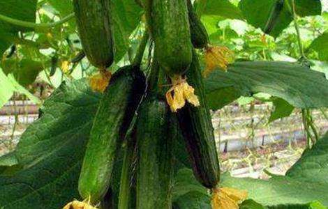 夏季 黄瓜种植 注意事项