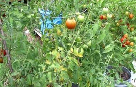 西红柿黄叶 原因 防治方法