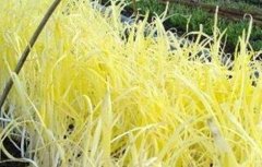 韭黄种植技术