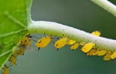 豆角蚜虫防治方法